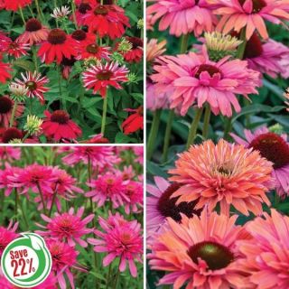 Coneflower Collection 1 Thumbnail